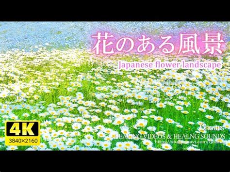 ビデオス|【癒し】花のある風景6時間／疲れた心身の回復・リラックス・。